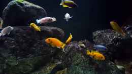 Video 540 l Malawi von Mel (xK4OlKoiwAU)