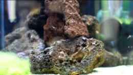 Video Halocaridina rubra (Rote Hawaii Garnelen) von Acki50 (xNM01VsWeCU)