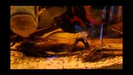 Video Astronotus sp. "Bahia red" mit Jungen von GGuardiaNN (xNO6na2WO58)