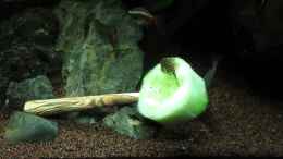 Video Treffpunkt Gurke! von ehemaliger User (xTjESkHY8m8)