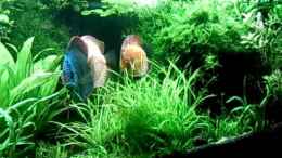 Video Diskus-Peaches 1 von peaches (xY7jxNk1F4o)