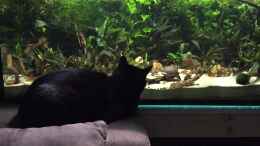 Video Katzenkino von Botia (x_f3jIXQA-o)