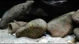 Video Komplettes Aquarium am 4.2.2020 von Fichte (xdNYxBi7fhU)