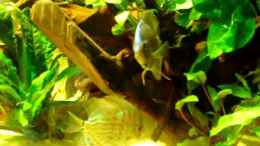 Video Diskus-Freak von Diskus-Freak®aka Benny&Anja (xgs3XdaF4kA)