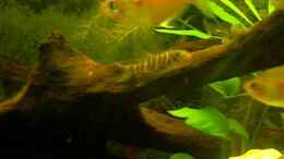 Video Streifenschmerlen von ~Johny-Foxx~ (xjldWILyMvE)