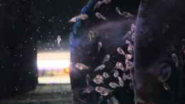 Video Blue diamond 10 Tage von Discus (xlT19451obQ)