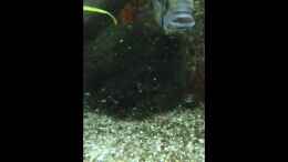 Video Kakadu-Zwergbuntbarsche Nachwuchs von DL (xtz8rd2OANY)