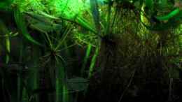 Video # Wildes Treiben in Asien # von ehemaliger User (xxAYIUIpTFE)