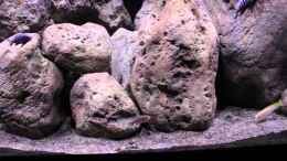 Video 450l Becken von Hörnchen (xywk8ehbpw8)