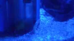 Video Muschelsammlerin in Aktion von Junglist (y55LoNZYeUM)