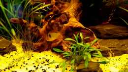 Video Ramirezi Männchen durchquert das Revier - Video von einrichtungsbeispiele.de von painless Tdb-music (yFgDuuH6FxU)