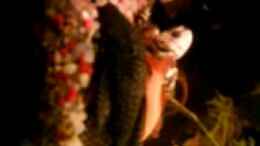 Video 200 liter von ehemaliger User (yRSus3nLYig)