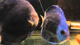 Video Blue Diamand Diskus von Discus (yUJQl_TA8bE)