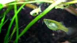 Video Snake skin Endler von Lukas Szewczyk (yUcG-BUKVTQ)