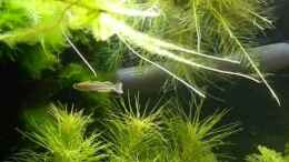 Video Balz Nr. 2 von Nick3 (yVRlEHF_MUk)