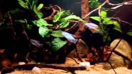 Video Blauer Kongosalmler - Phenacogrammus interuptus von lützkopf (yWBoSgCVQ4o)