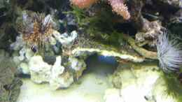 Video Meerwasseraquarium von Christian Bayerl (yXj025Bv-JM)