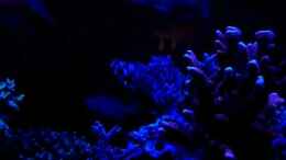 Video Liebesspiel der Mandarin Stellas von ehemaliger User (yZGk3i5n2jA)