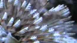 Video 240l MW-Tank von Björns aqua (y_n39uLIXU0)