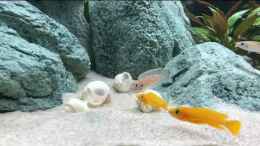 Video N. brevis von jkrt (ya1YnZSnXD8)