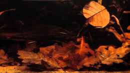 Video Abend Fütterung von Jemafa (ybmEpJwtMhQ)