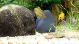 Video Balz A. nijenssi Zweiter Tag von Acki50 (yeRrFKGSuSY)