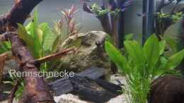 Video Mein Aquarium von Anfang bis jetzt von Woidma (yhsNKkBJHwM)