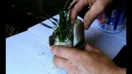 Video Kokoshälfte von Falk (yr0wmuJUE_Y)