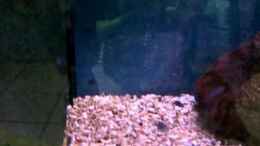 Video Ps. Demansoni fressen Artemianauplienen von ehemaliger User (z0W9KFJSFAM)