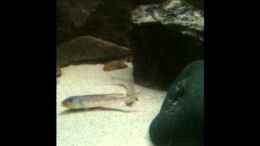 Video Enatiopus spec. kilesa von Matze38 (z0jJh5YamzI)