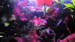 Video Brutors palace von ehemaliger User (z256WzUfhiM)