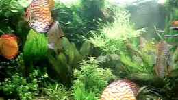 Video 375 l Diskus Pflanzenaquarium von ehemaliger User (z2XSz1NiiDE)