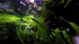 Video im hohen gras von Alexander Deepocean (zAMLmUg7f54)