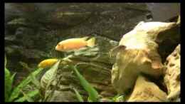 Video benkolo´s Malawi becken von Benkolo (zG7EHKASvFY)