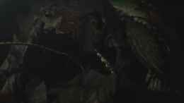 Video Ancistris bei Nacht von ehemaliger User (zH45AGXewkQ)