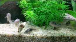 Video Fütterung im "Fernseher" Aquarium von Ameisenalex von Ameisenalex (zHw7hDuOl7Y)