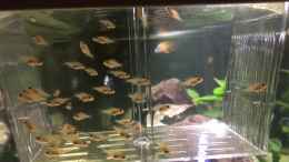 Video Malawi Nachwuchs von Stefan Neubert (zMbi-c666Vg)