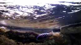 Video Oberflächenbewegung von African Lake (zSZ_1iVXs6c)