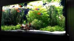 Video Regenbogen Aquarium von Thomas Brandt (zZzVan4UHC8)