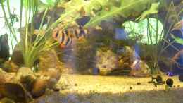 Video Meine Sumatrabarben von Babsi Aud (zccpEoALT-o)