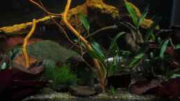 Video Betta Mädchen Sweety von okefenokee (ze--rs18_ao)