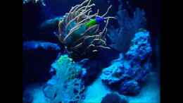 Video moonlight psycodelic von .uschi (zggYFbv3Bok)