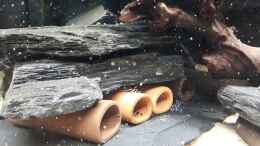 Video Zebras in allen Größen von Thomas De Vries (zhv1ZqUtBfk)