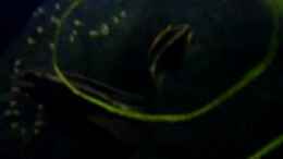 Video Pulcher Nachwuchs 1 von ehemaliger User (zj8zBYXKgqk)