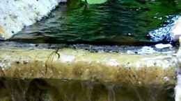 Video läuft.... von Falk (zlixWjlqW5A)