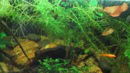 Video Kap Lopez und Ringelhechtlinge von okefenokee (zsUsAO62_Fo)