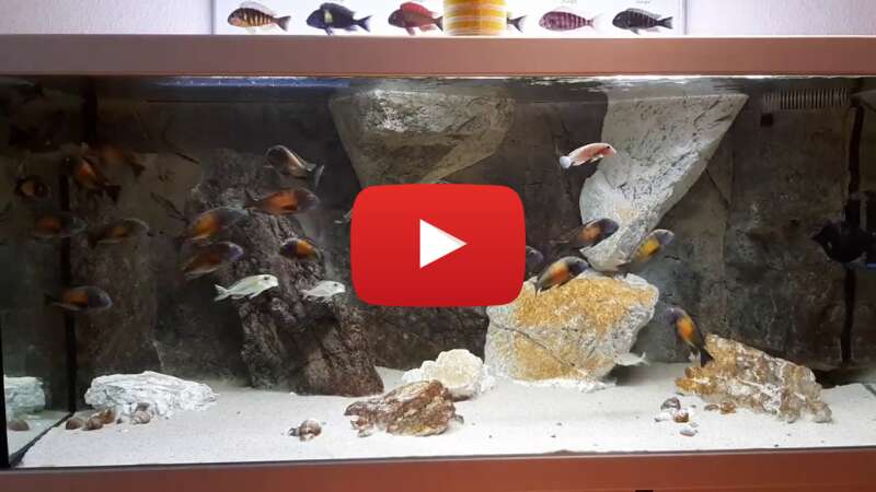 Video --F0feiRC7A abspielen