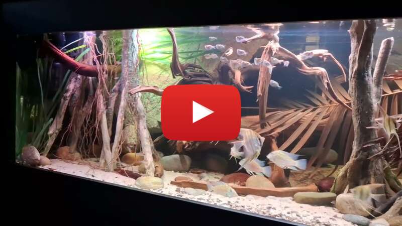 Video -0TKx3An3xY abspielen