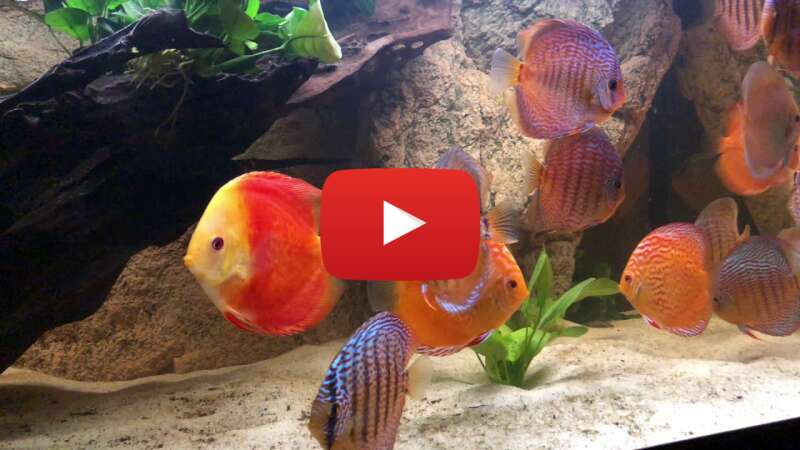 Video -0zCC-kjjFY abspielen