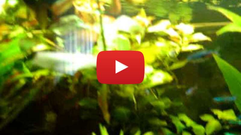 Video -1ii2Rz1_uc abspielen